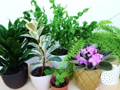 top 10 indoor plants 768x553 v2